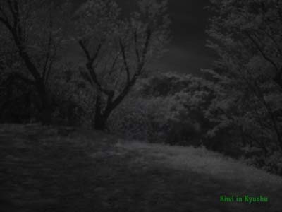 15 photo taken with the Sony camera with IR 950 filter, custom WB &amp; Shutter Speed 200015