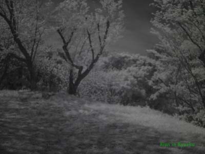 17 photo taken with the Sony camera with IR 950 filter, custom WB &amp; Shutter Speed 100017