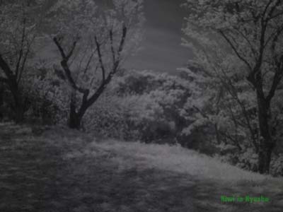 19 photo taken with the Sony camera with IR 850 filter, custom WB &amp; Shutter Speed 500019